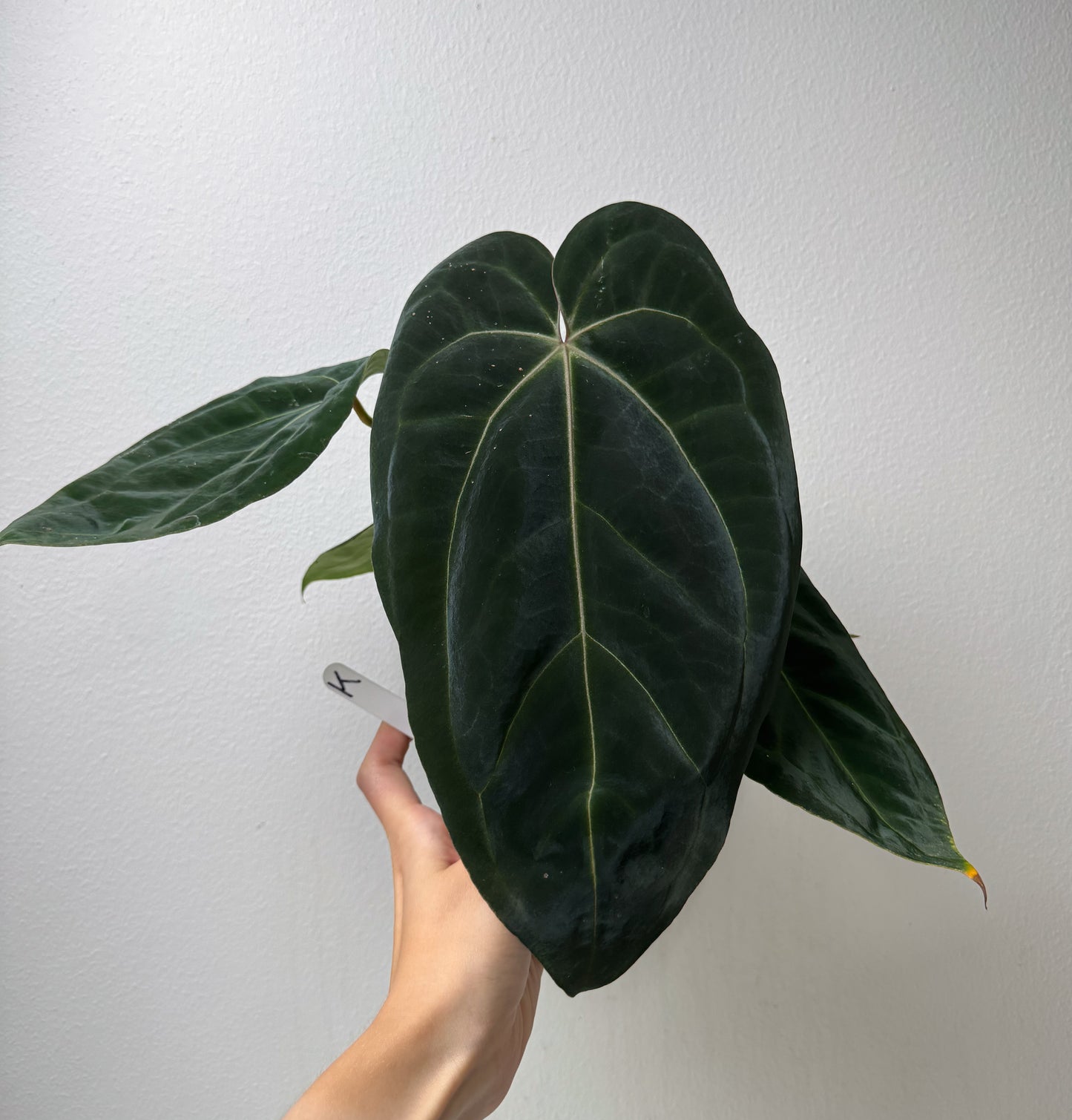 Anthurium complex HU hybrid 1 x carlablackiae X (NSE)