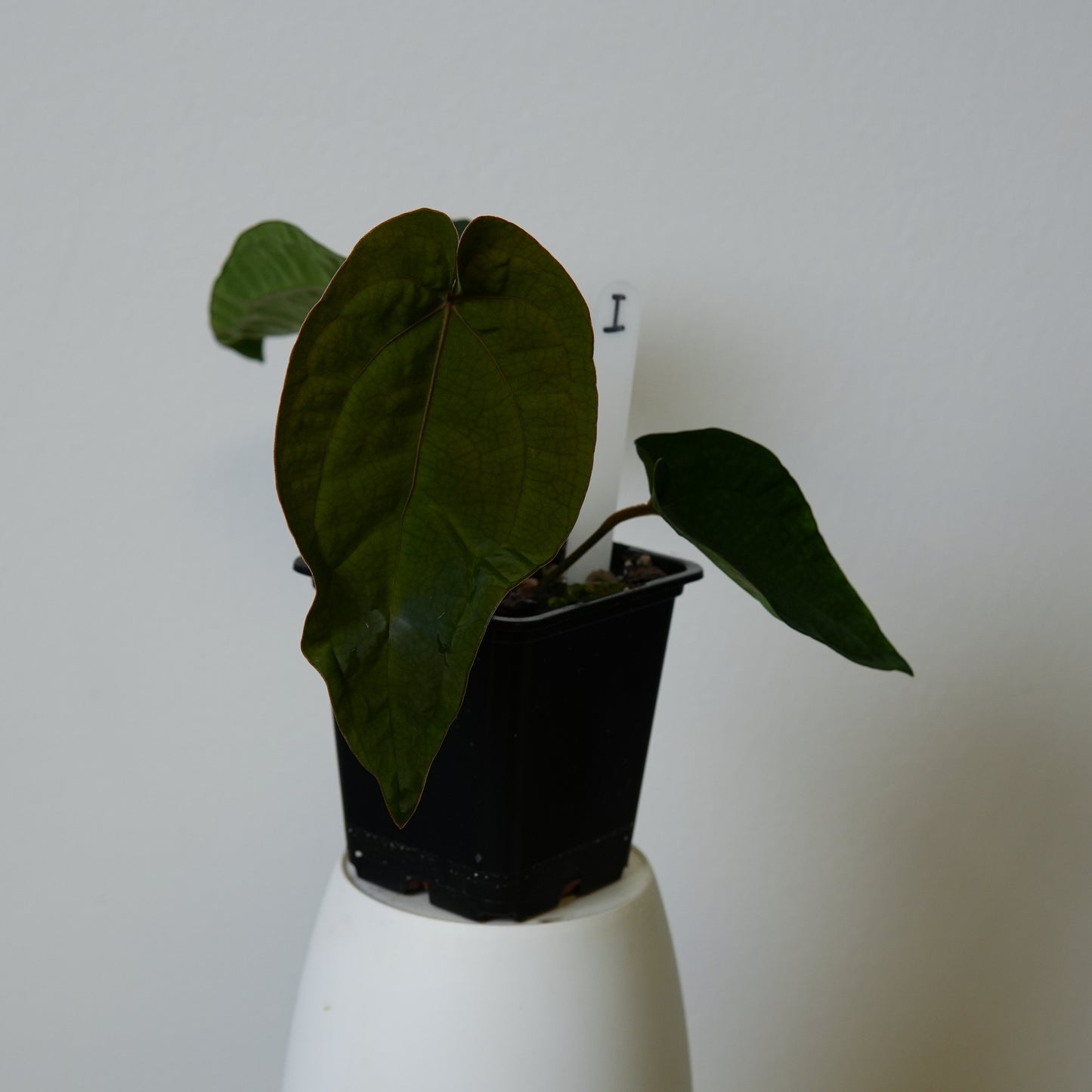 Anthurium (AOS x (Zara x Michelle) 6) x dressleri ('Black x RG f2')