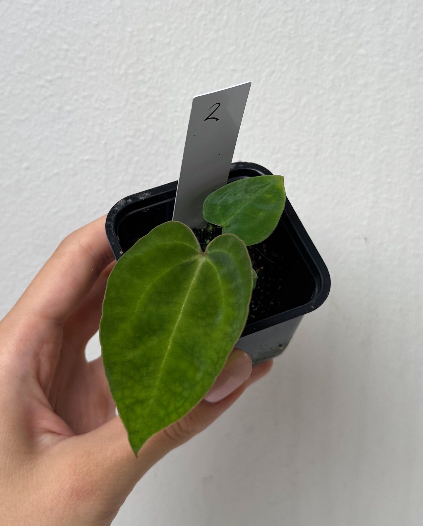 Anthurium complex HU hybrid 2 x (forgetii x warocquanum 'Alien')