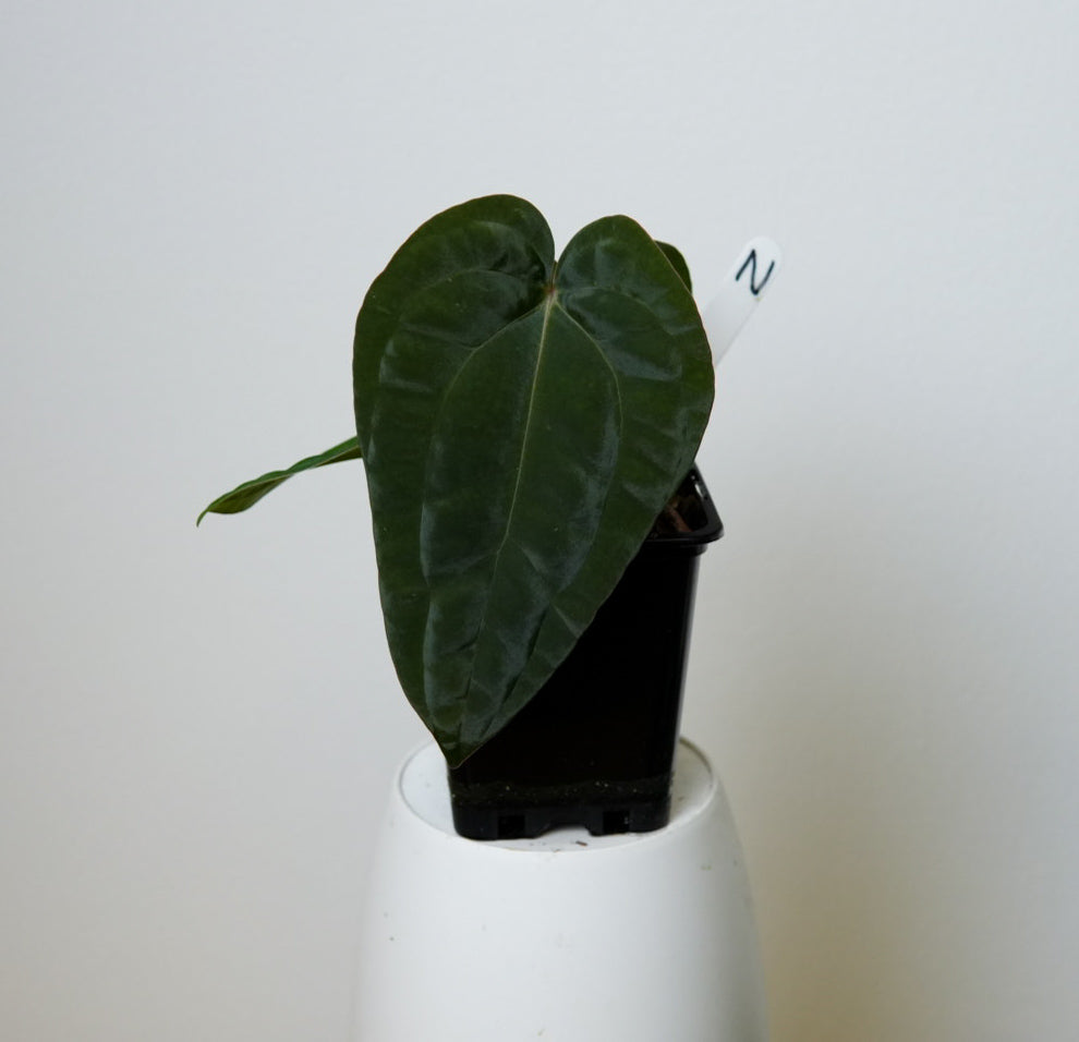 Anthurium carlablackiae (NSE) x BVEP ('SS x RA')