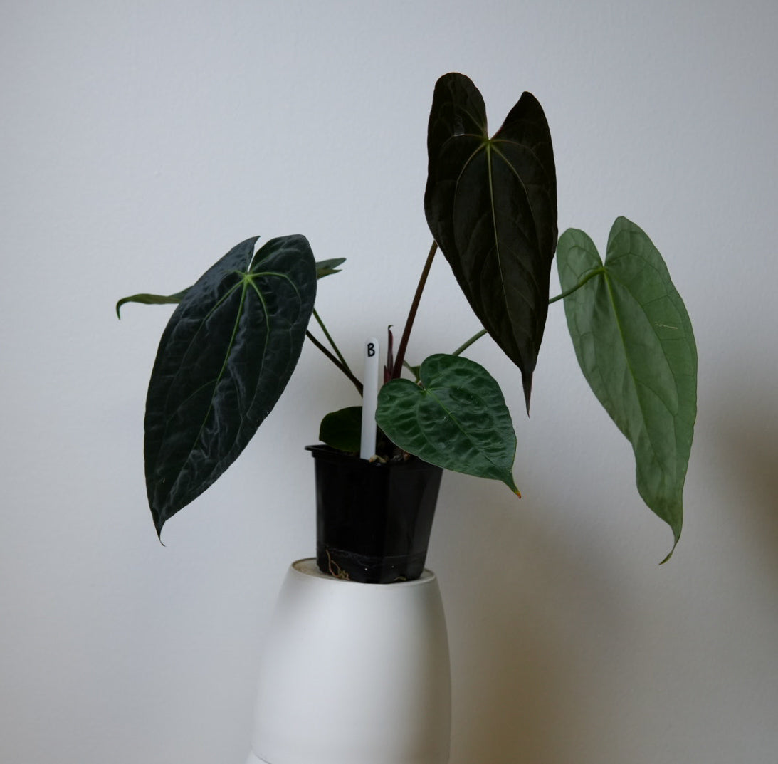 Anthurium (papX x pap x-one) variegated x carlablackiae X (NSE)