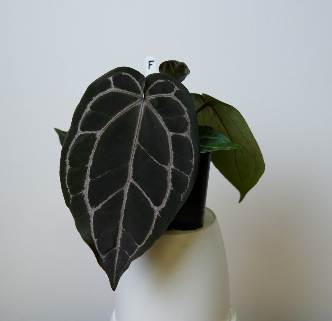 Anthurium Complex HU hybrid 2 x (Zara x Michelle)