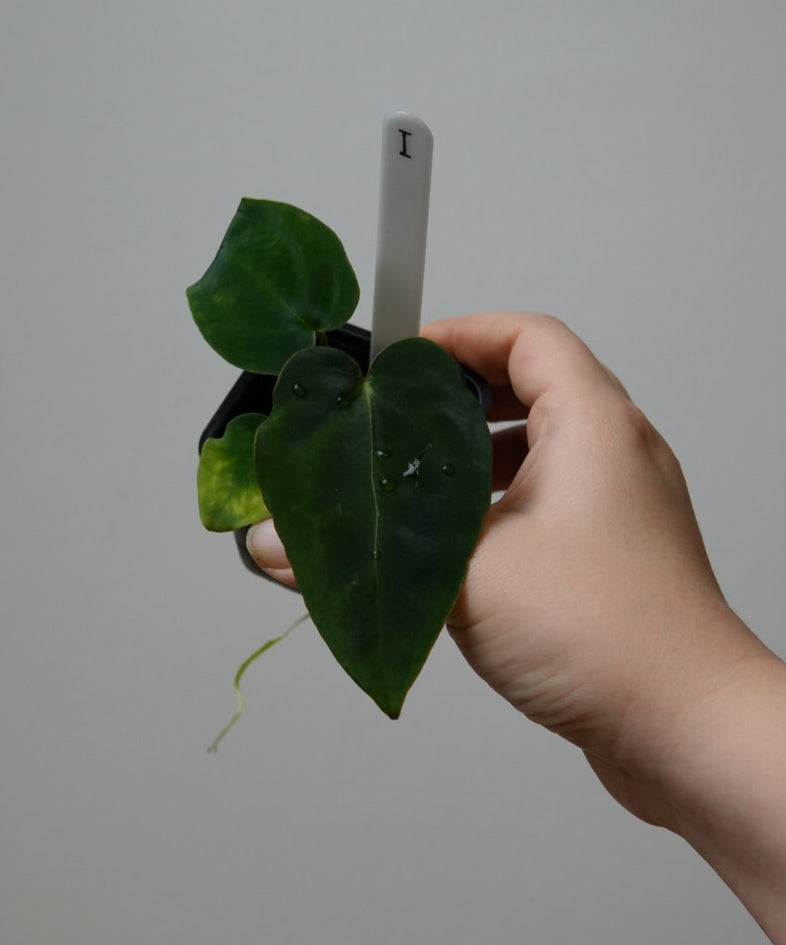 Anthurium complex HU hybrid 2 x (forgetii x warocquanum 'Alien')