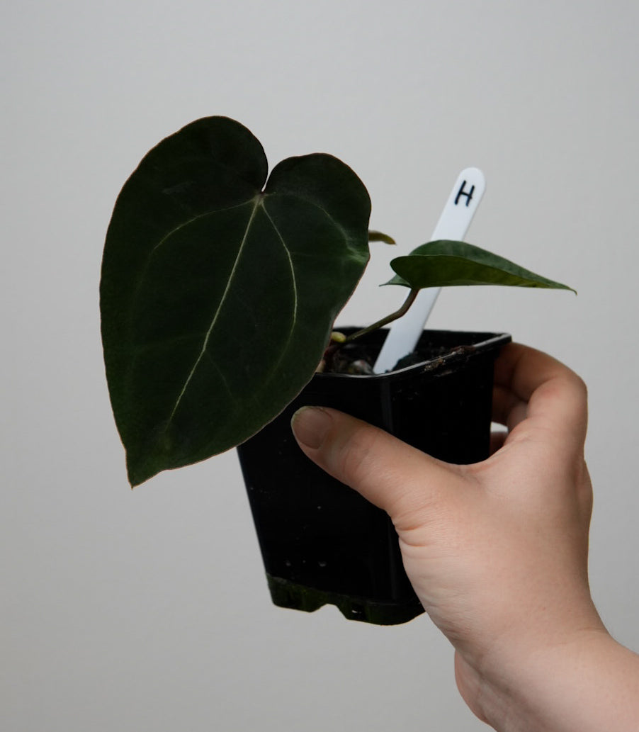 Anthurium (AOS x forgetii 1) x carlablackiae (NSE)