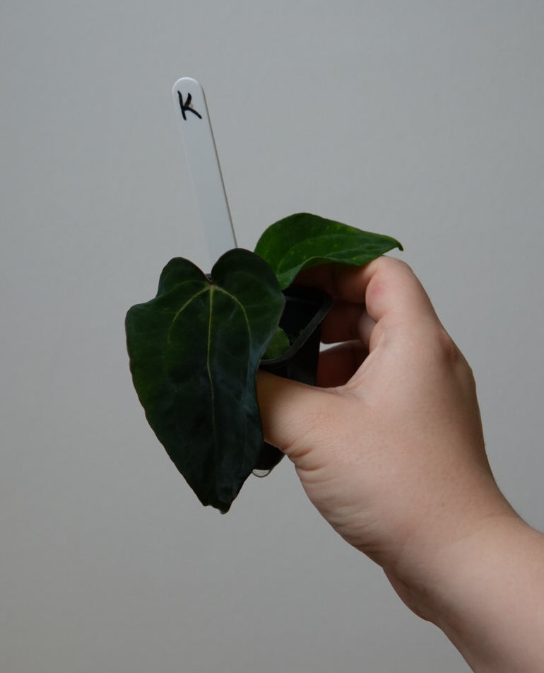 Anthurium (AOS x (Zara x Michelle) 1) x ((carlablackiae x dressleri RD) x pap 'RLFS')