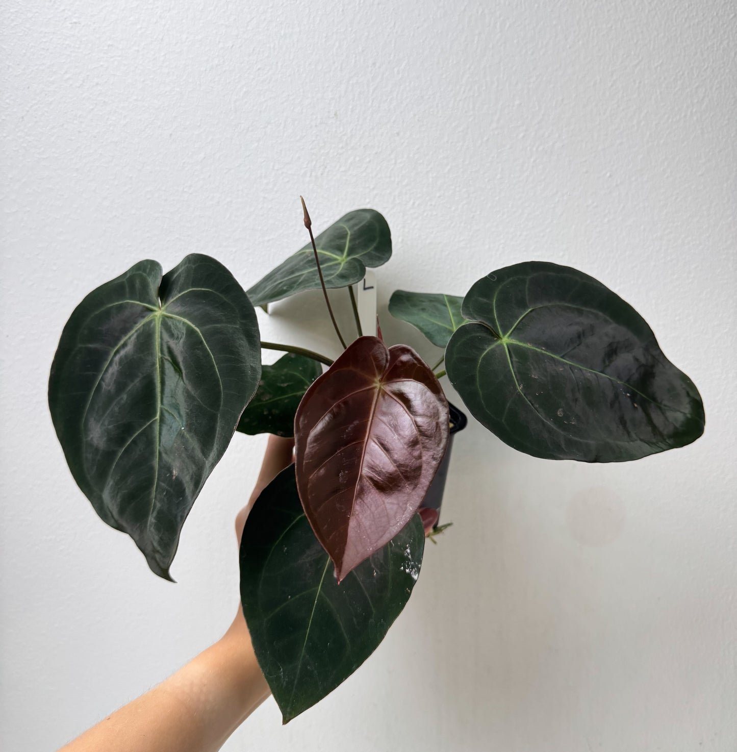 Anthurium complex HU hybrid 1 x carlablackiae X (NSE)
