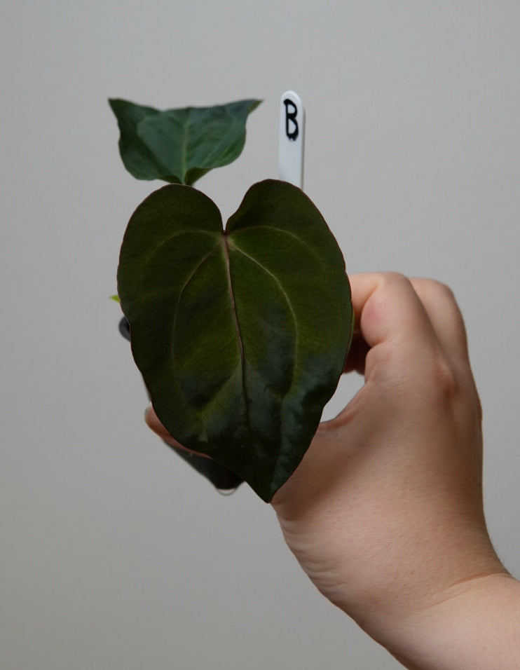 Anthurium (AOS x (Zara x Michelle) 1) x ((carlablackiae x dressleri RD) x pap 'RLFS')