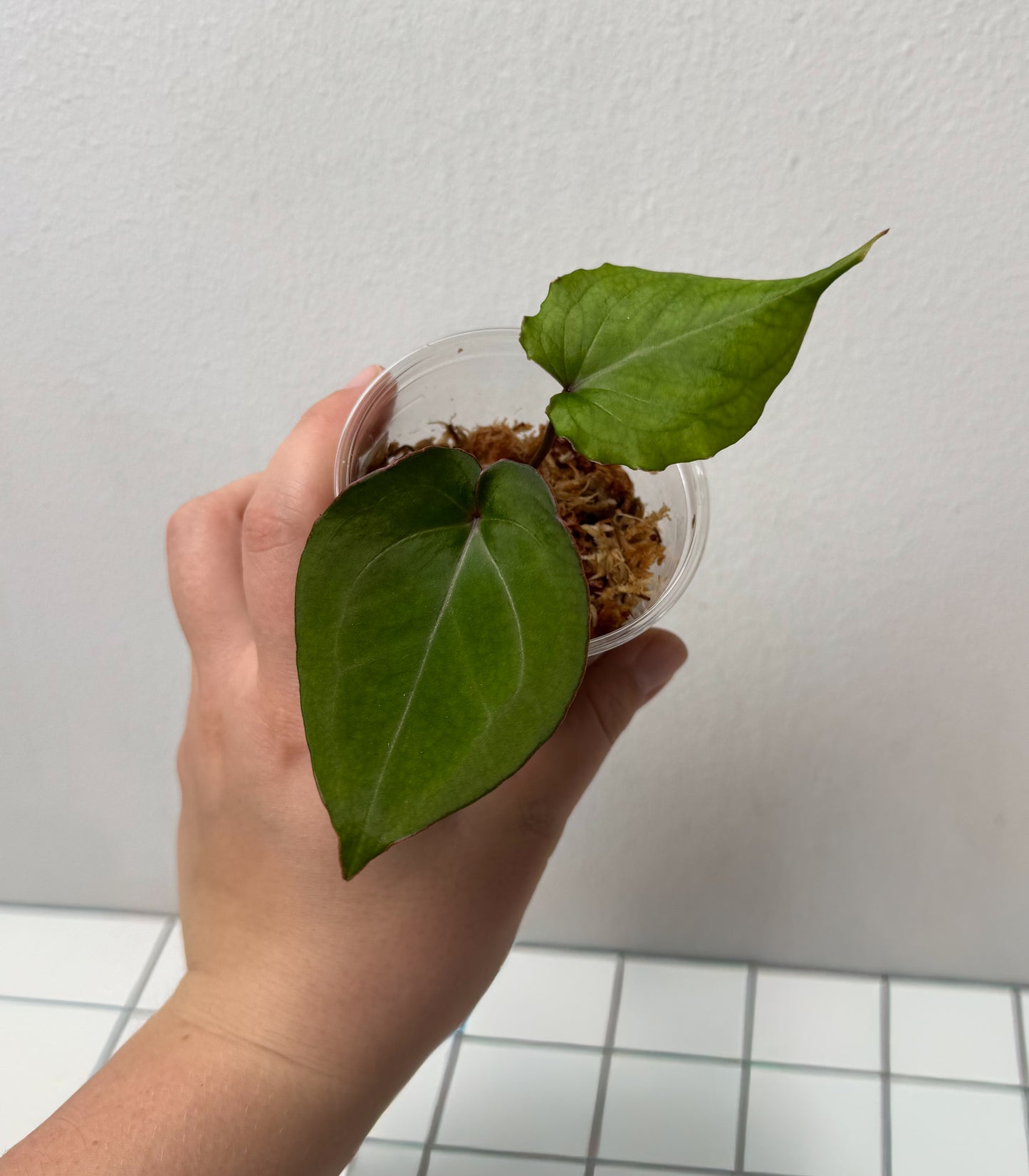 Anthurium King of Spades (HU)