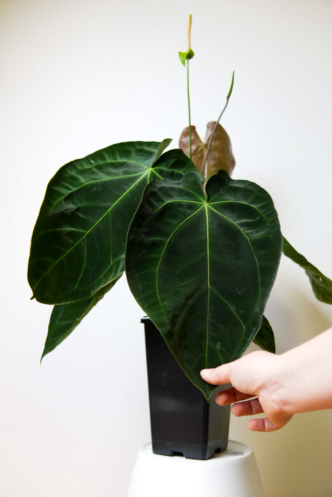 Anthurium carlablackiae X (NSE) x (forgetii x warocquenum 'Alien')