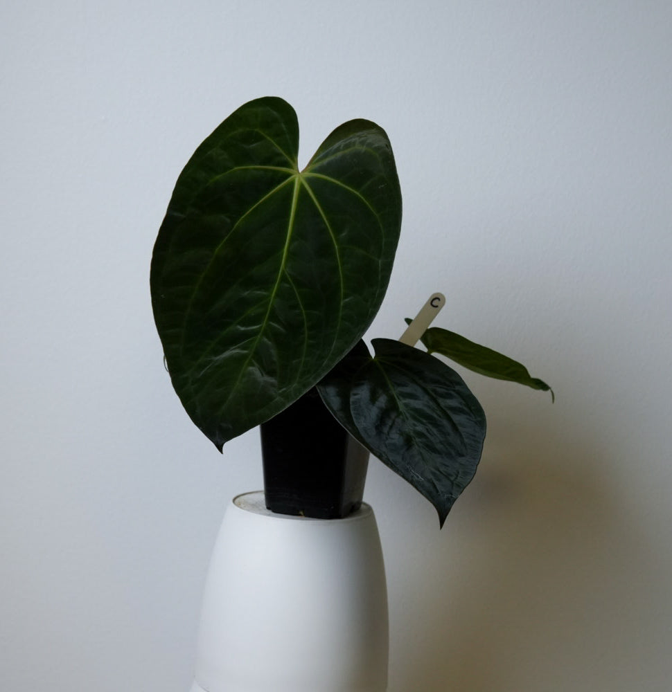 Anthurium (papX x pap x-one) variegated x carlablackiae X (NSE)