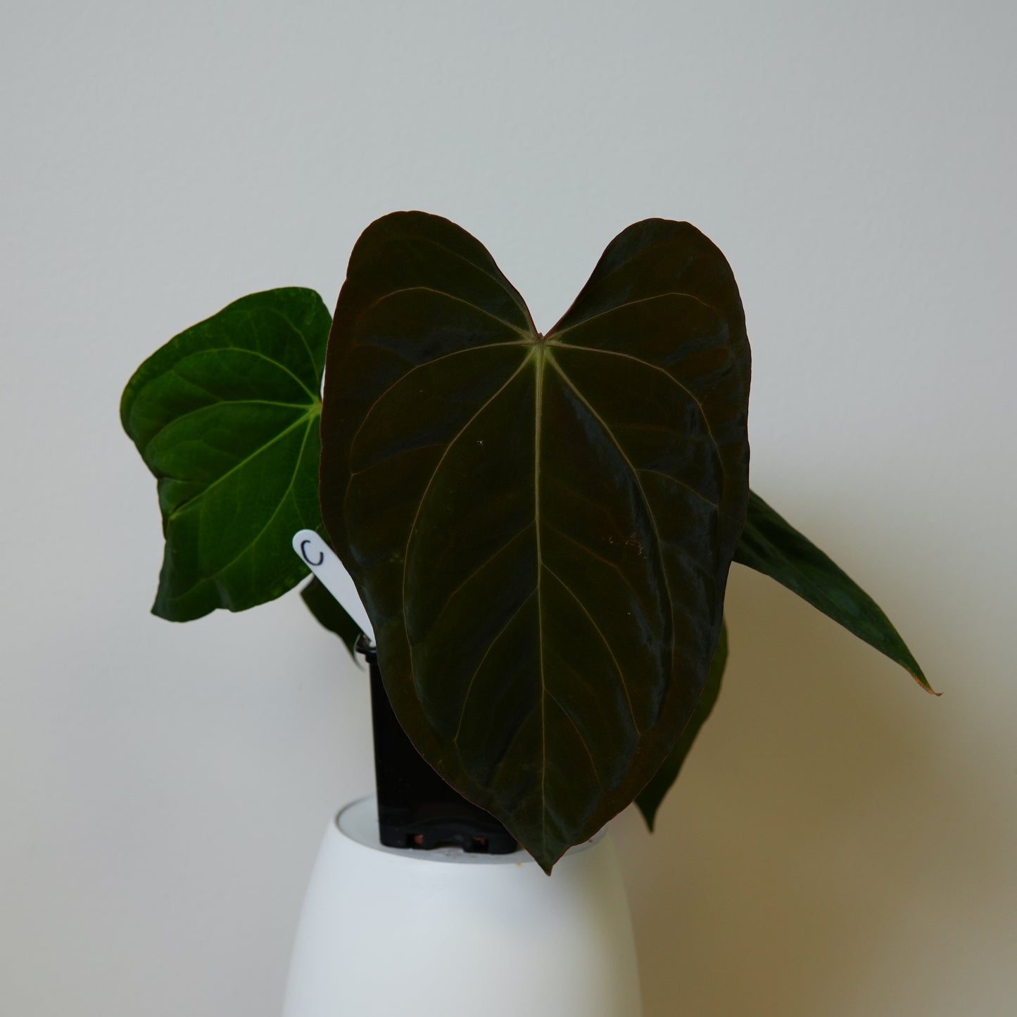 Anthurium carlablackiae (NSE) x BVEP ('SS x RA')