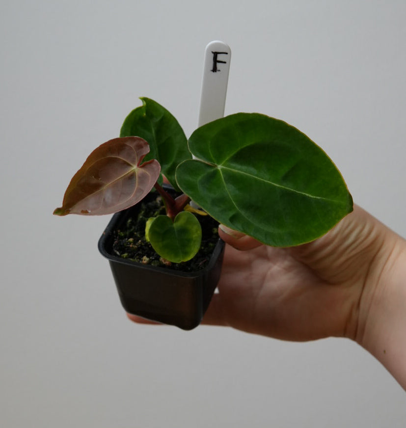 Anthurium complex HU hybrid 2 x (forgetii x warocquanum 'Alien')