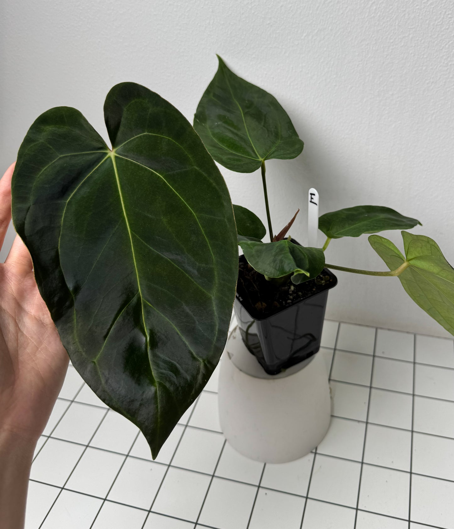 Anthurium (midnight velvet x 'red studd') x carlablackiae x (NSE)