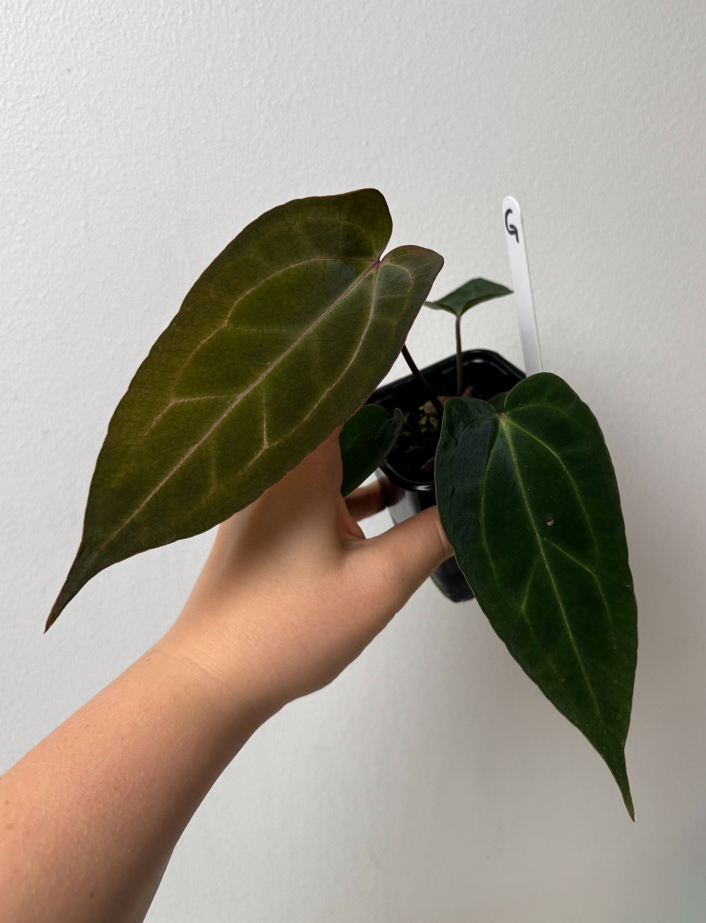 Anthurium (Zara x Michelle) x carlablackiae X (NSE)