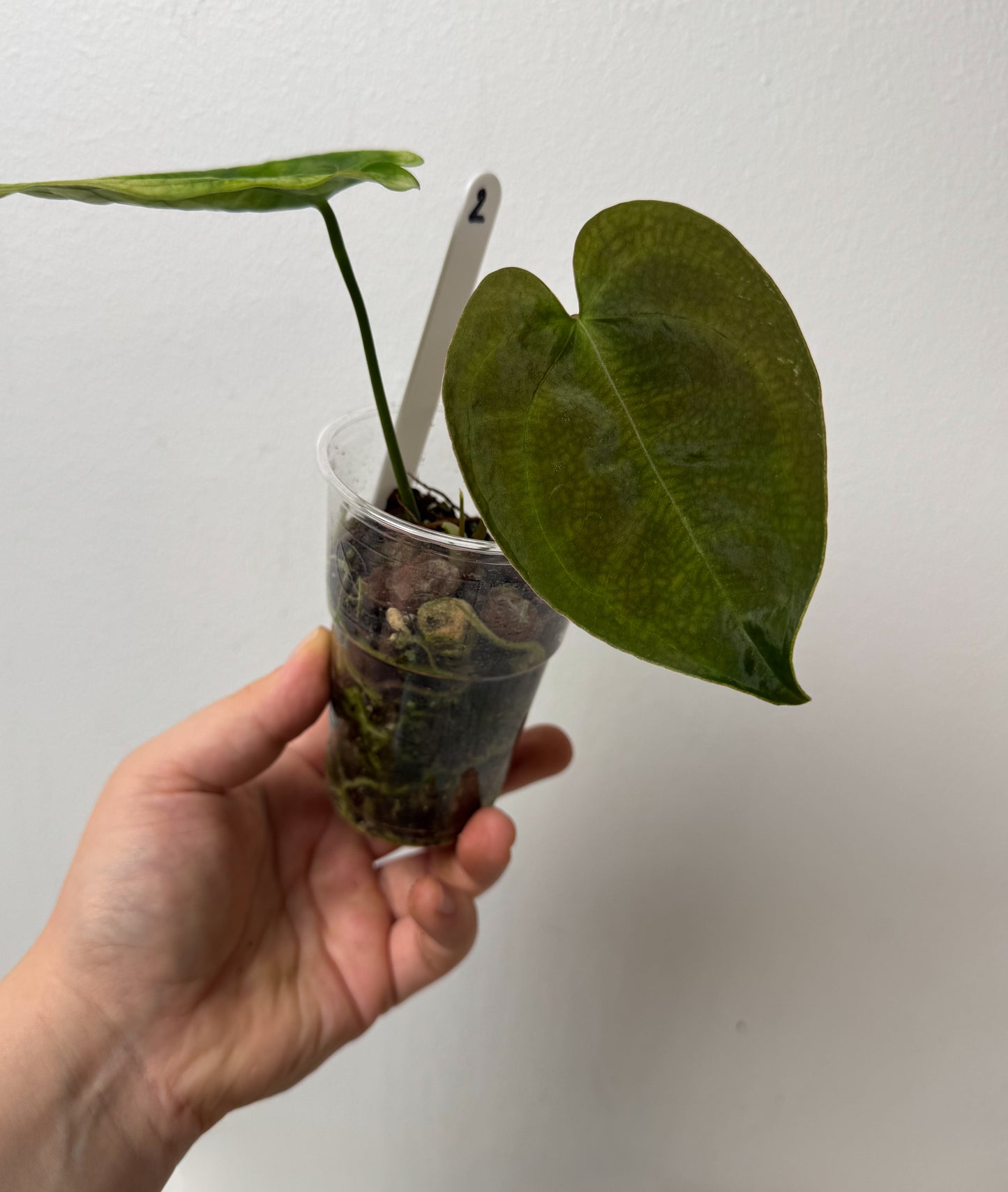 Anthurium Queen of Hearts x besseae aff or forgetti df