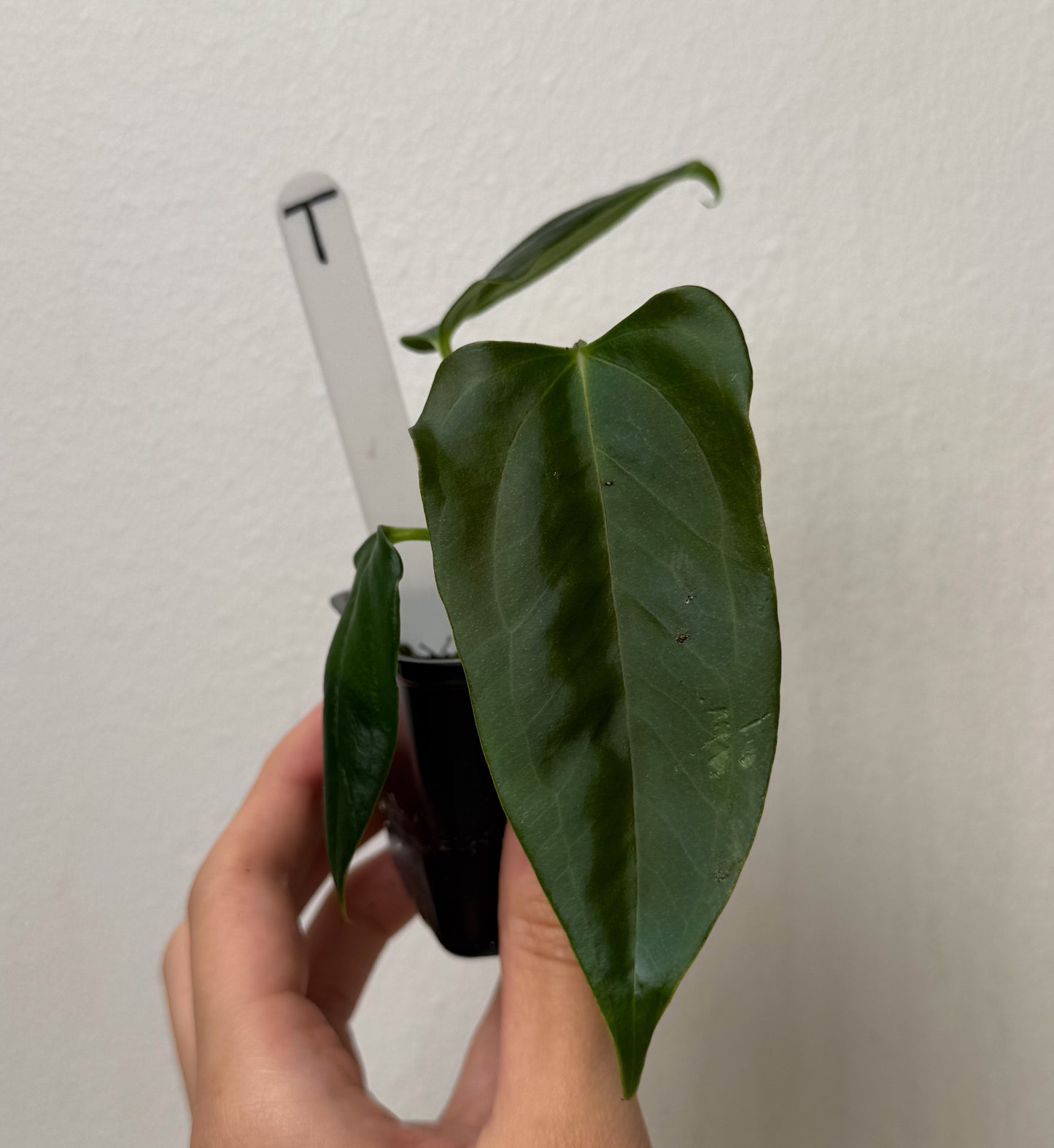Anthurium (subsignatum x papillilaminum 'Marie') x (NSE dorito port x  papillilaminum RLFS)