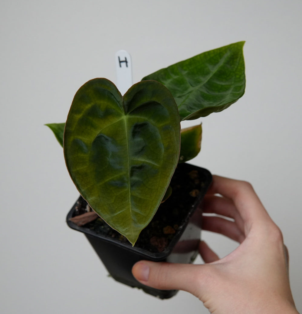 Anthurium forgetii dark form x self