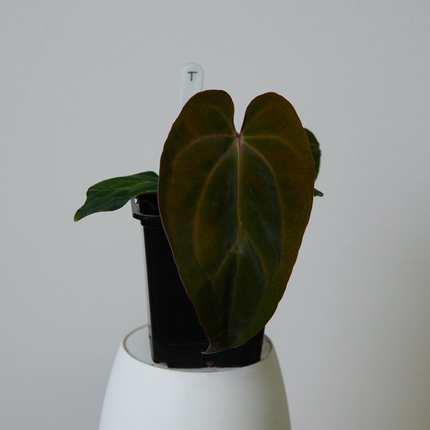 Anthurium ((carlablackiae x dressleri RD) x pap 'RLFS') x carlablackiae (NSE)