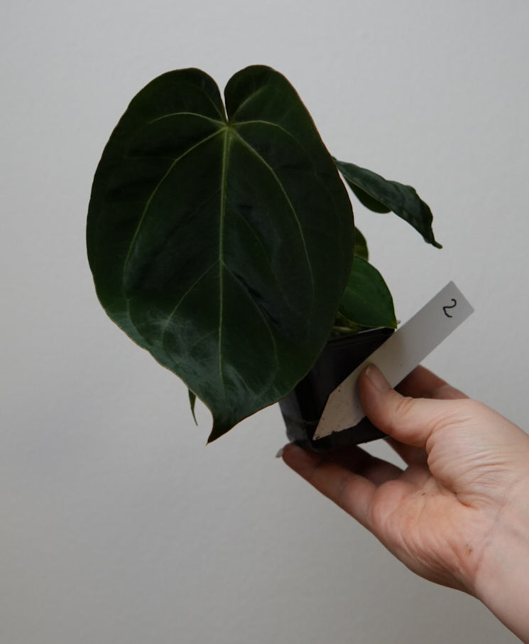 Anthurium Silver blush x BVEP ('round' x 'RA1')