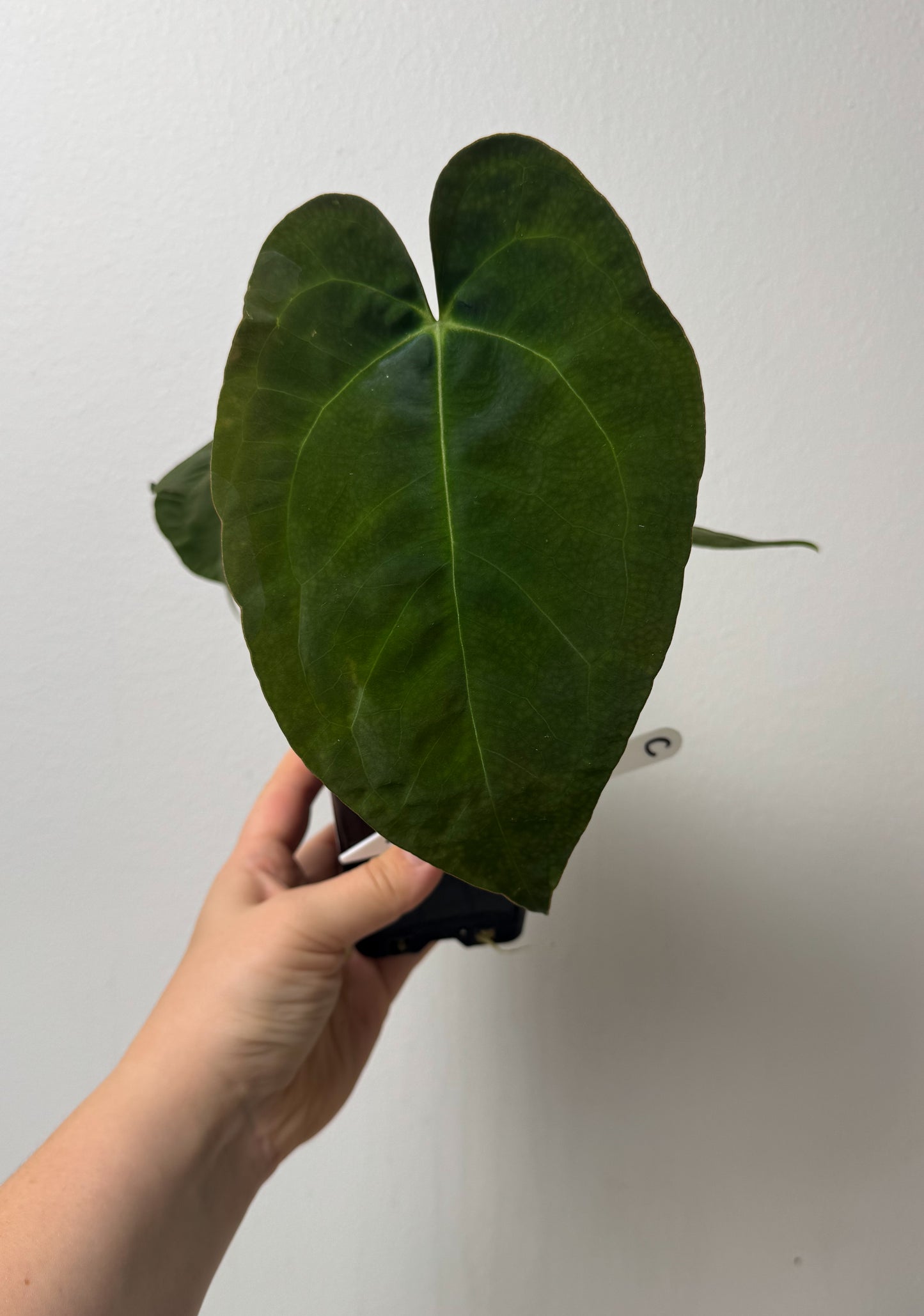 Anthurium (AOS x forgetii 2) x (Dorito port x RLFS)