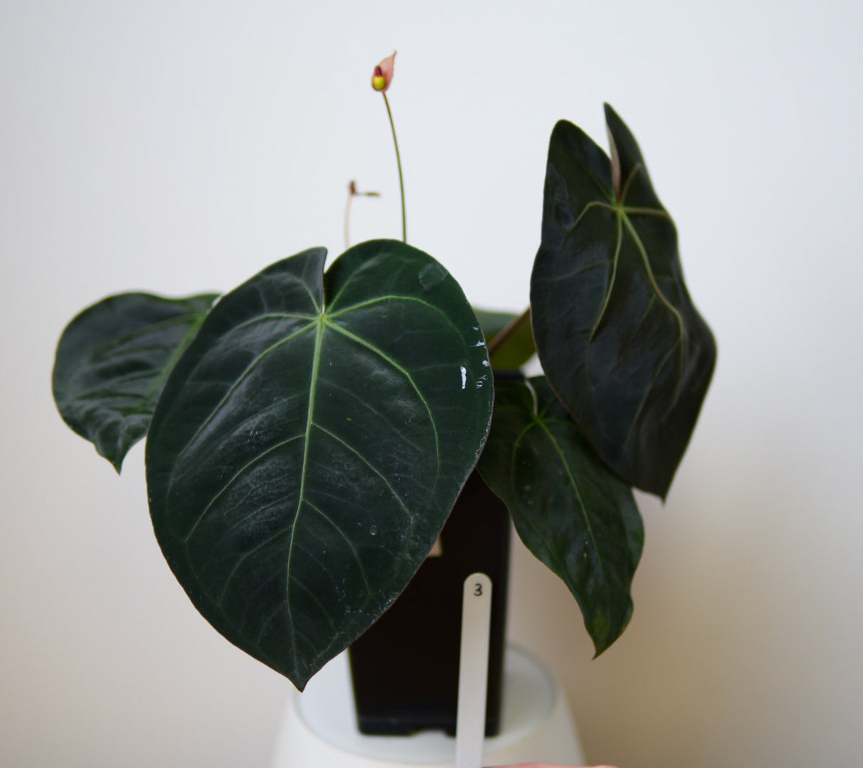 Anthurium complex HU hybrid 1 x carlablackiae X (NSE)