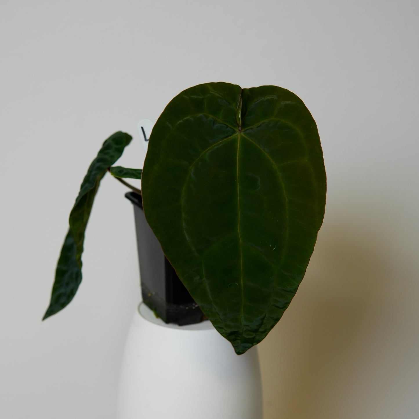 Anthurium (AOS x (Zara x Michelle) 6) x dressleri ('Black x RG f2')