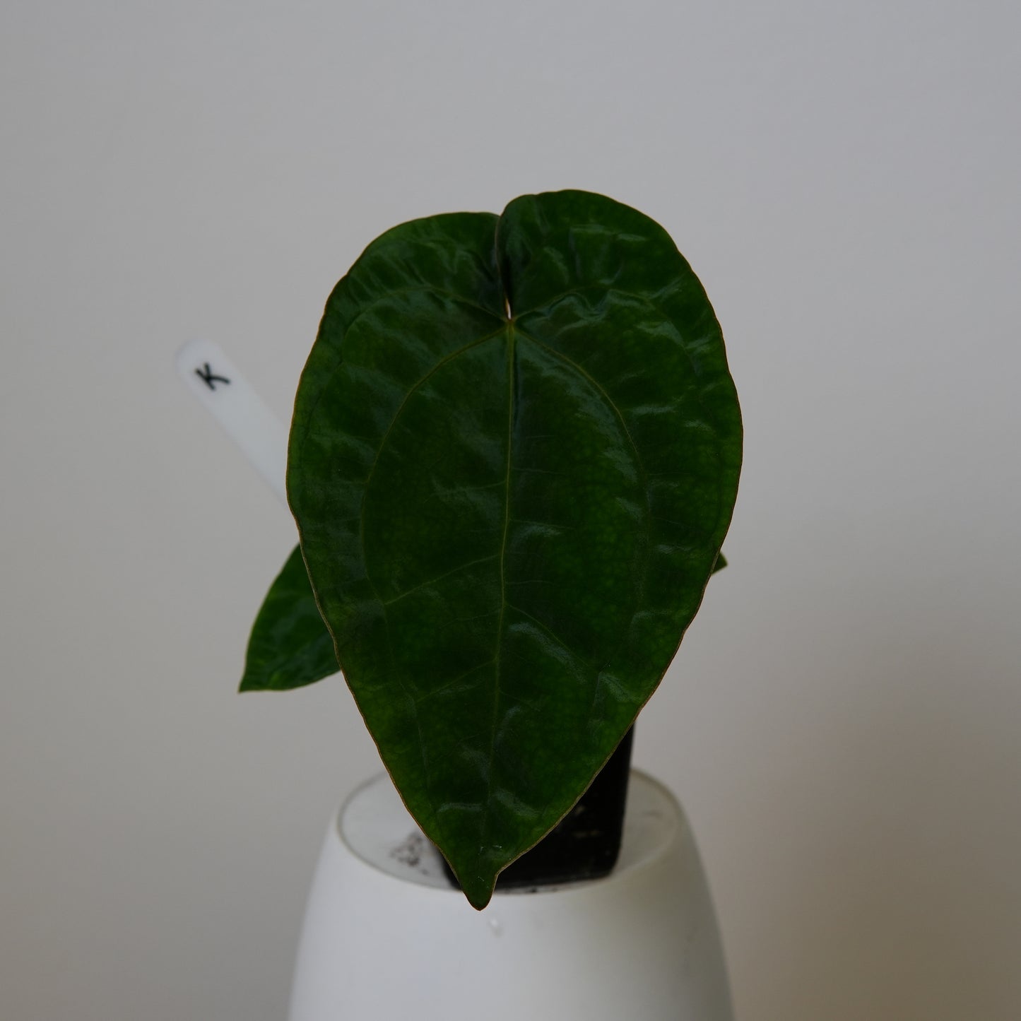 Anthurium (AOS x (Zara x Michelle) 6) x dressleri ('Black x RG f2')