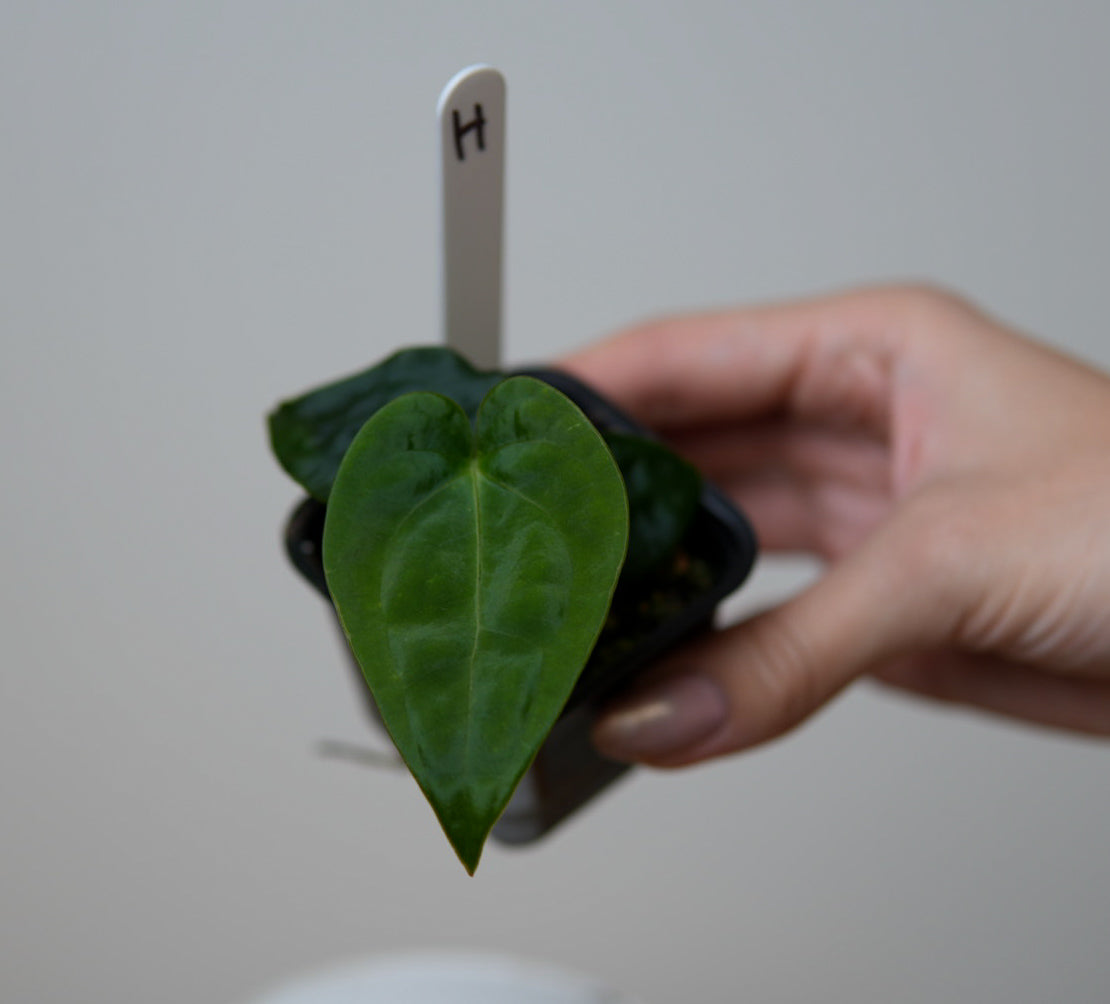 Anthurium (forgetii x warocqueanum 2) x Huanco velvet 1