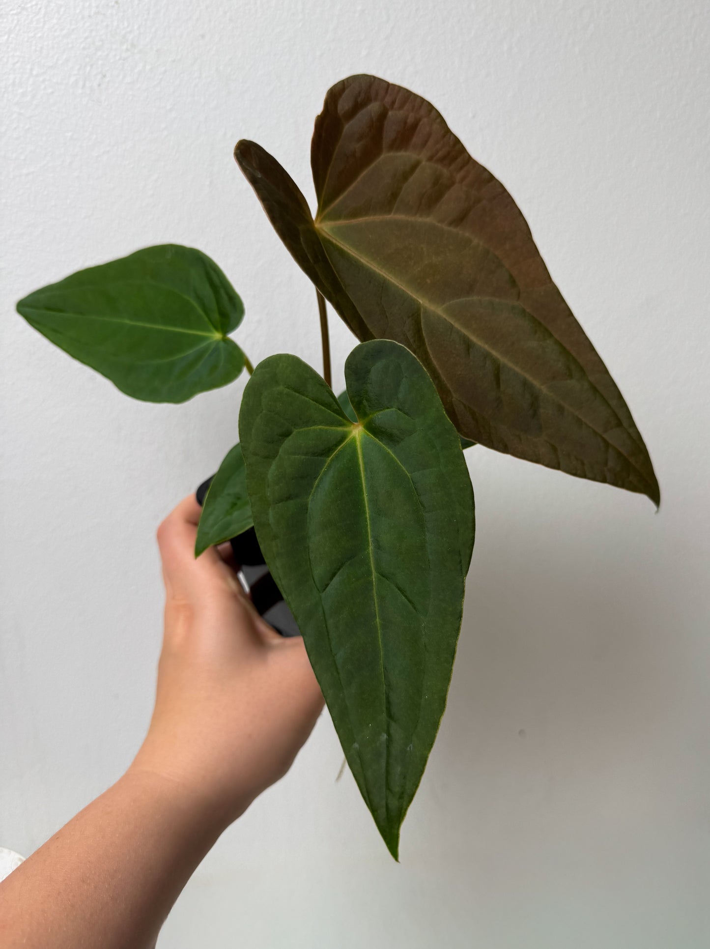 Anthurium (Velvet mask x besseae aff 1) x (subsignatum x papillilaminum 'Marie')