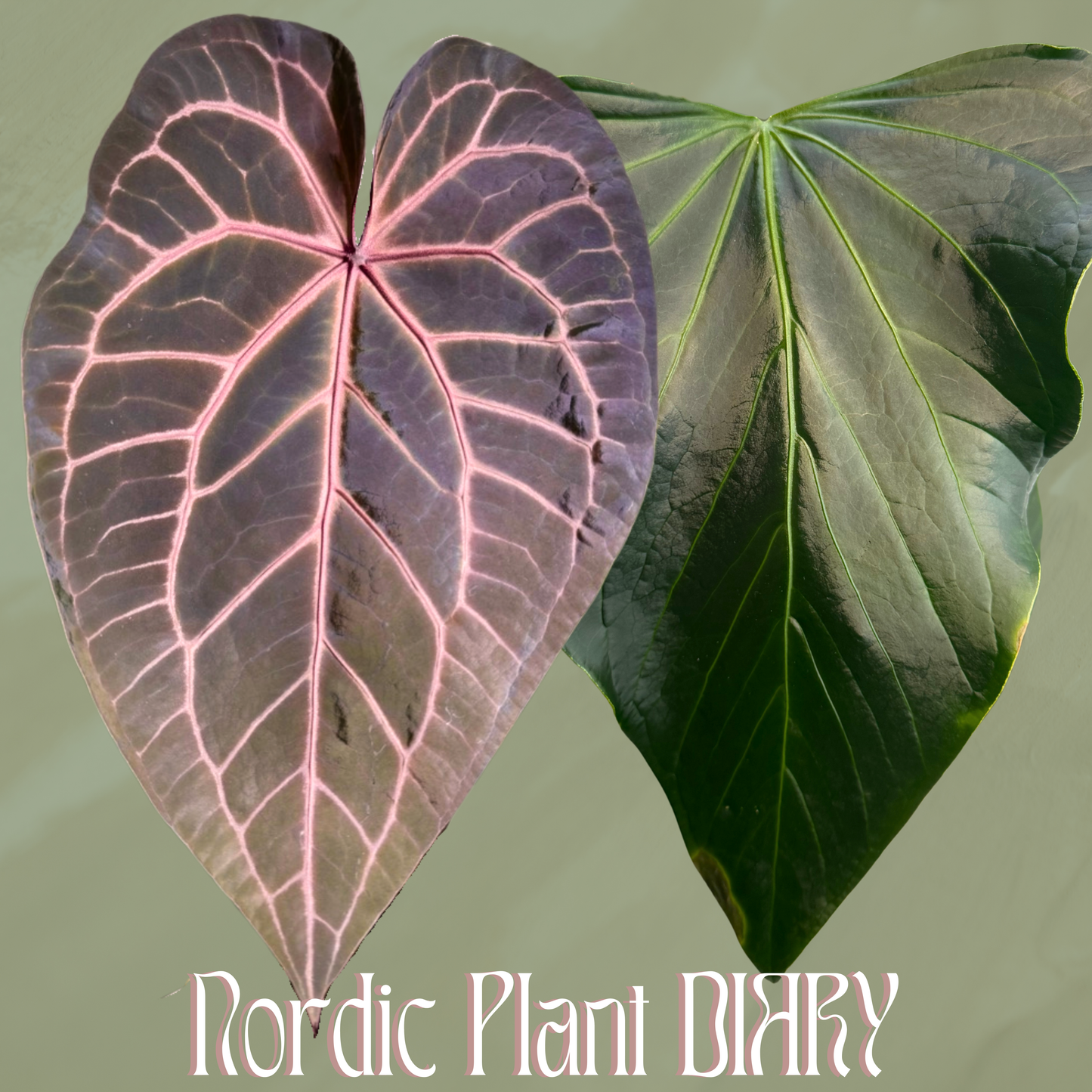 Anthurium (Zara x Michelle) x rioclarense wild hybrid