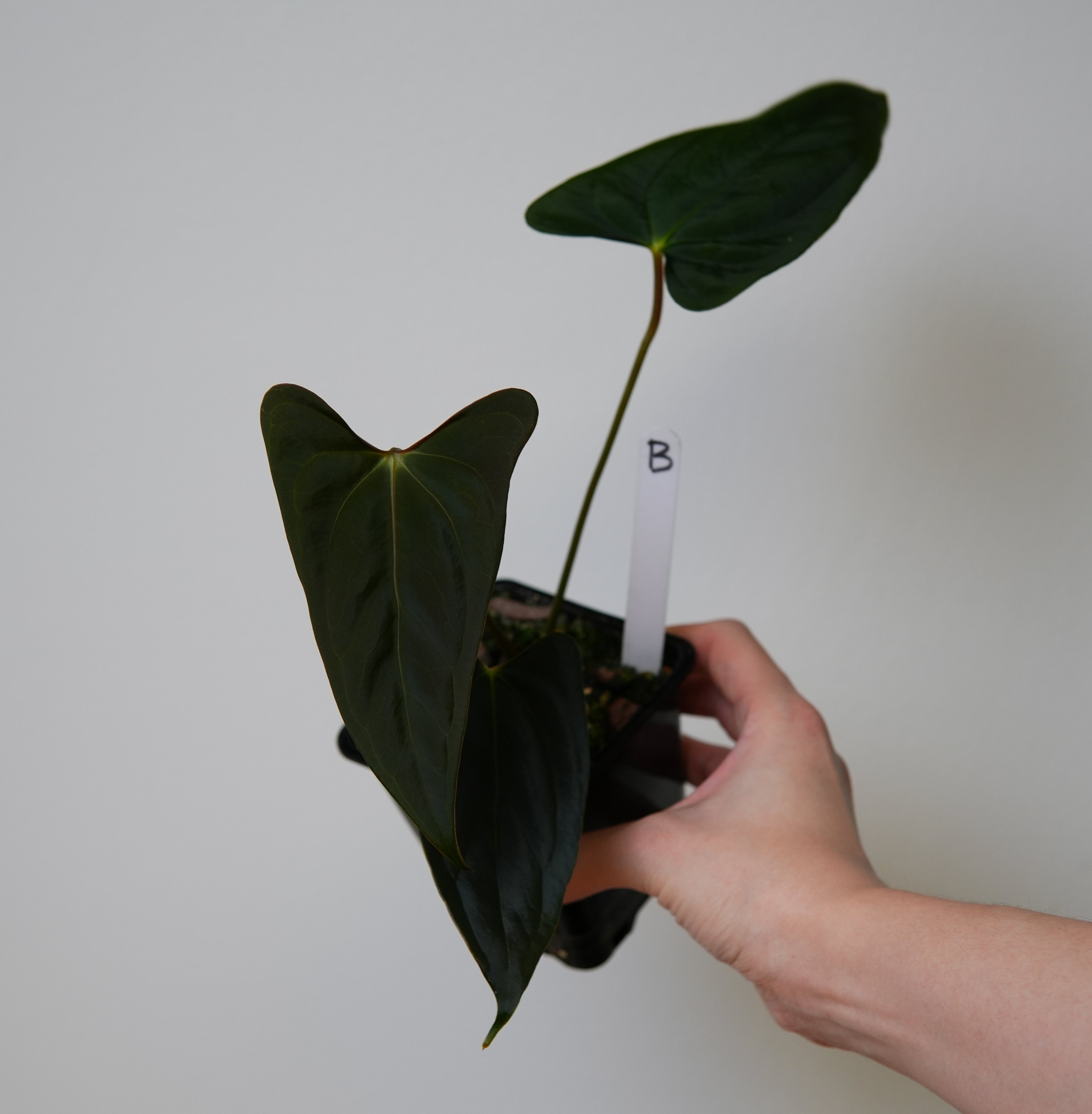 Anthurium (subsignatum x papillilaminum 'Marie') x (NSE dorito