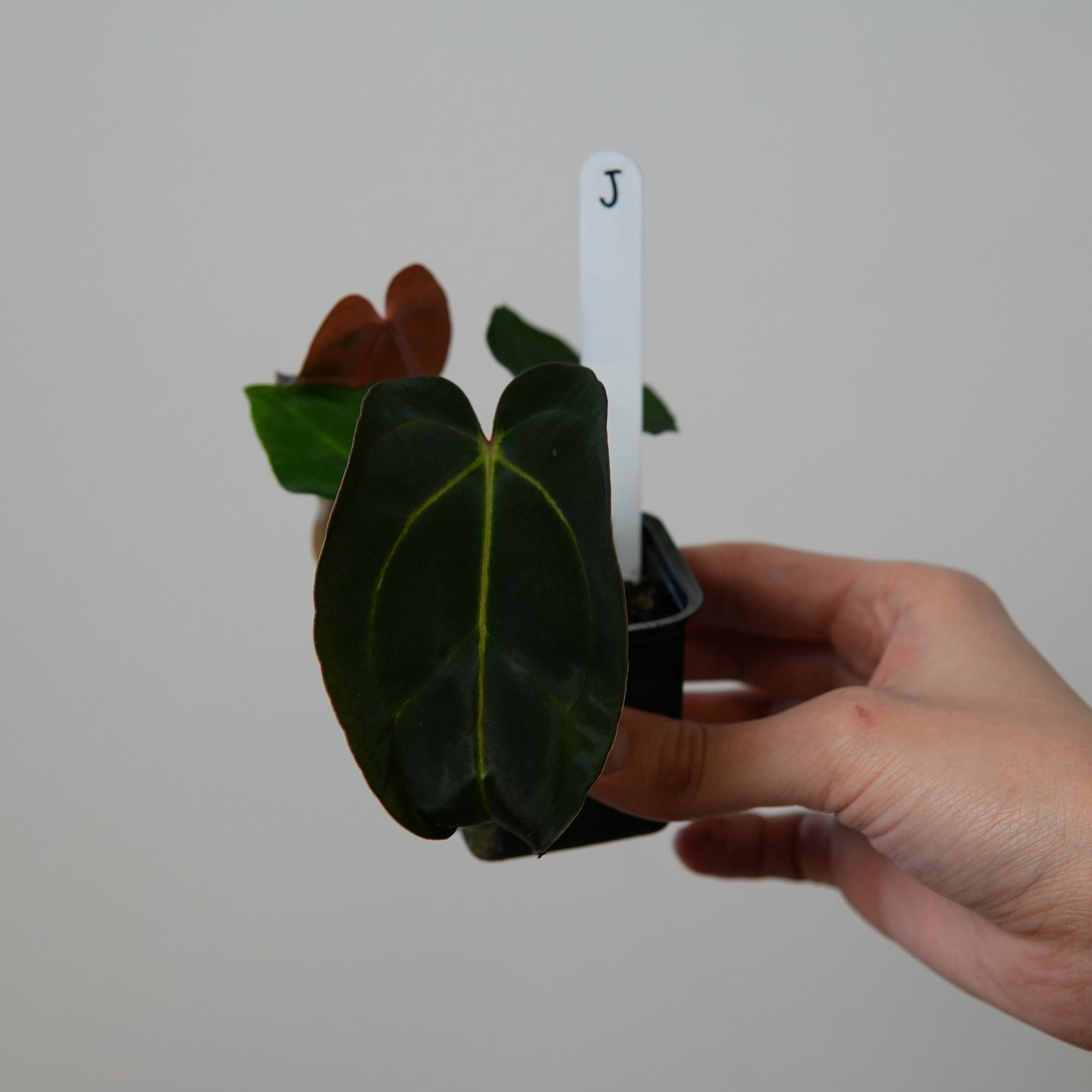 Anthurium ((carlablackiae x dressleri RD) x pap 'RLFS') x carlablackiae (NSE)