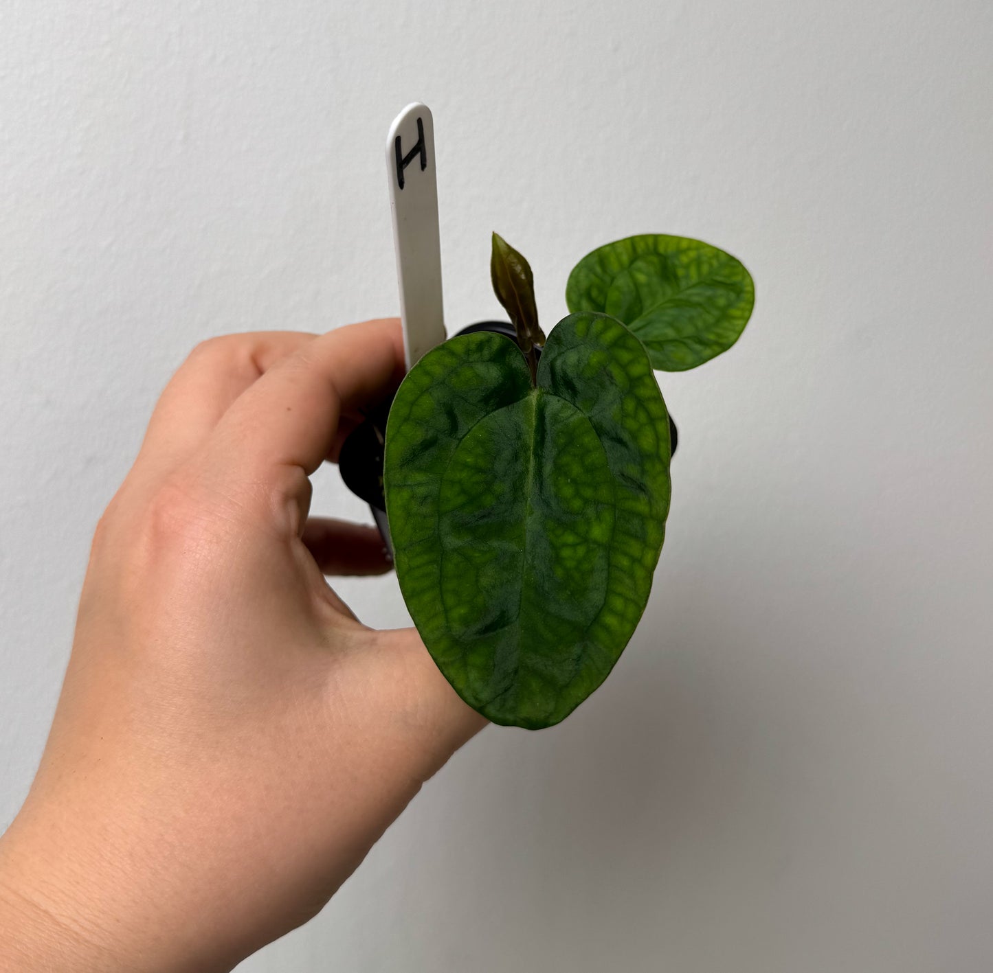 Anthurium Ace of Spades x carlablackiae (NSE)