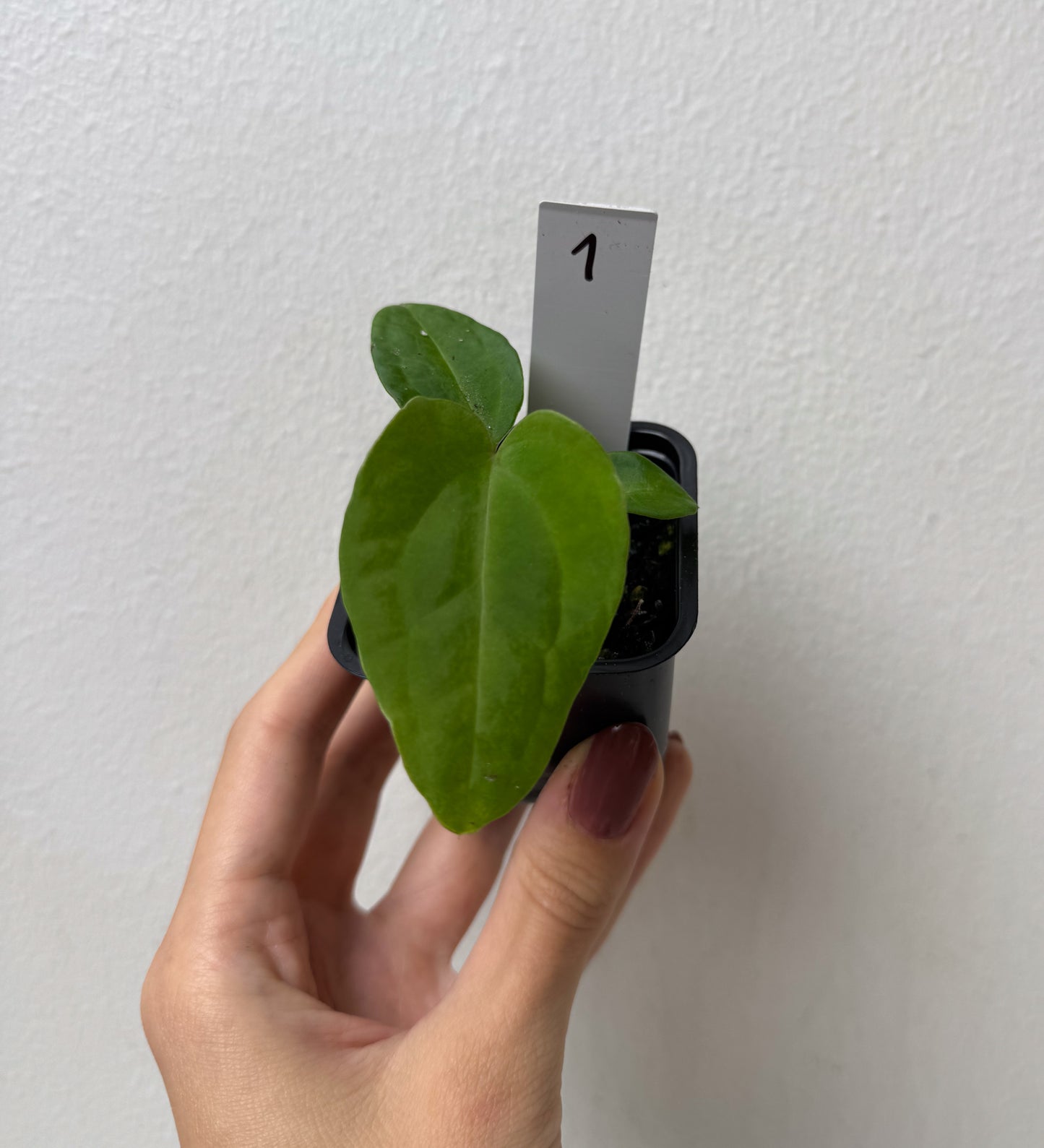 Anthurium Velvet Mask x ((Carlablackiae x Dressleri) x pap 'RLFS')