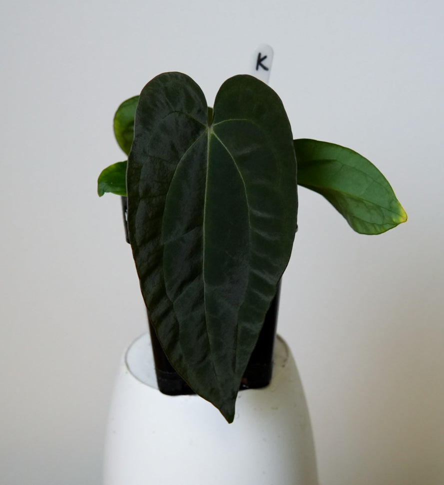 Anthurium Ace of Spades x carlablackiae (NSE)