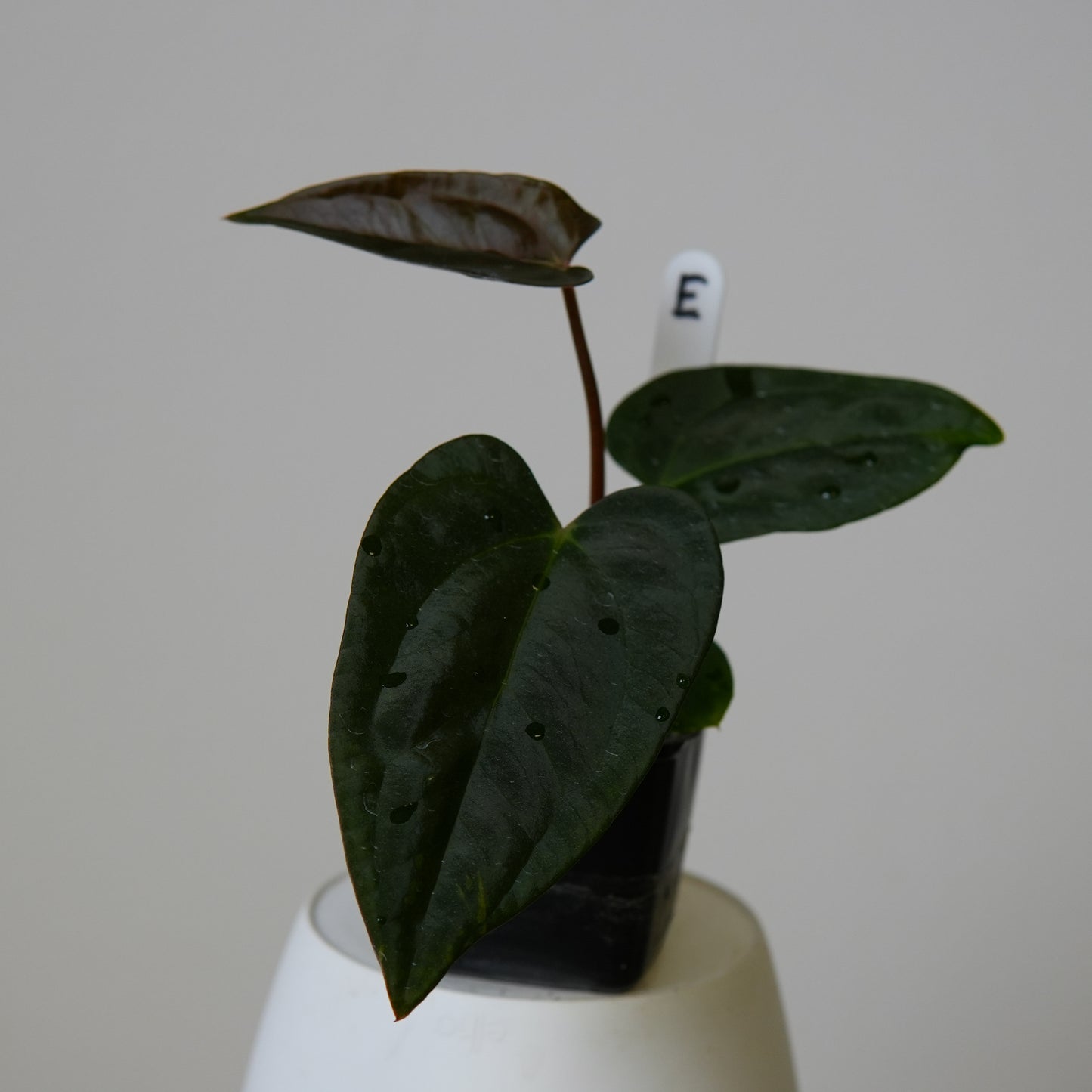 Anthurium (subsignatum x papillilaminum 'Marie') x carlablackiae NSE