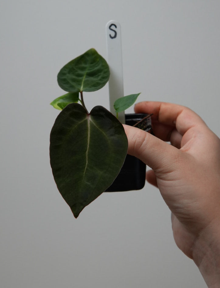 Anthurium (Zara x Michelle) x carlablackiae X (NSE)