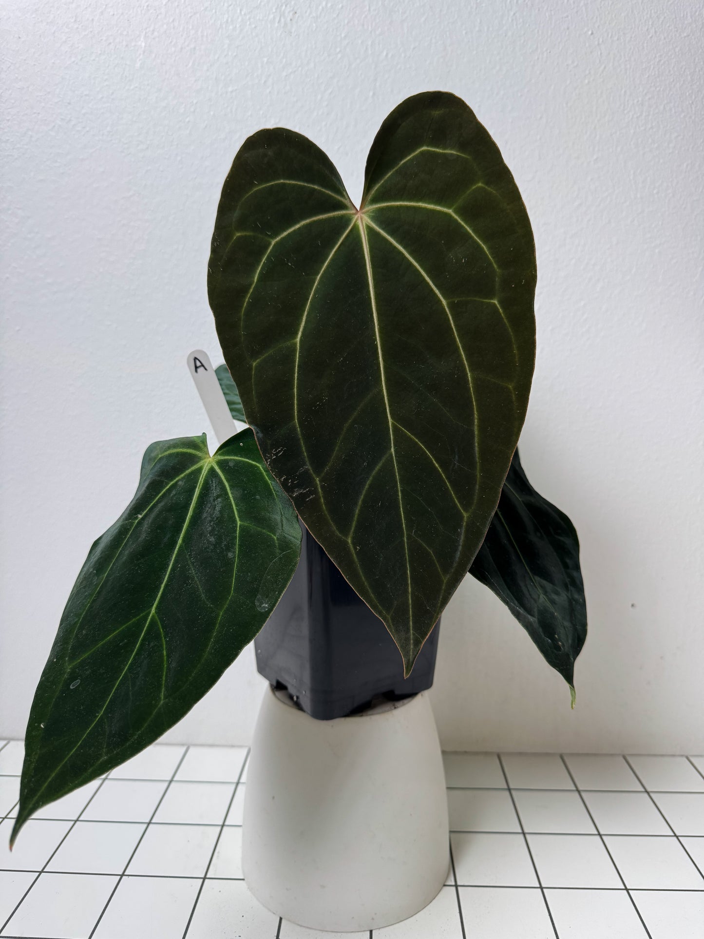 Anthurium besseae aff x carlablackiae X (NSE)