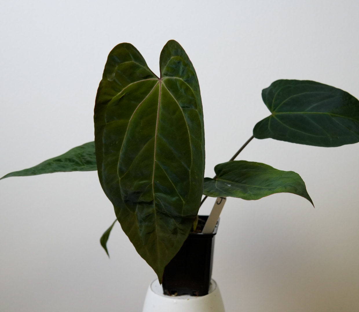 Anthurium (Zara x Michelle) x (Dorito Port x RLFS)