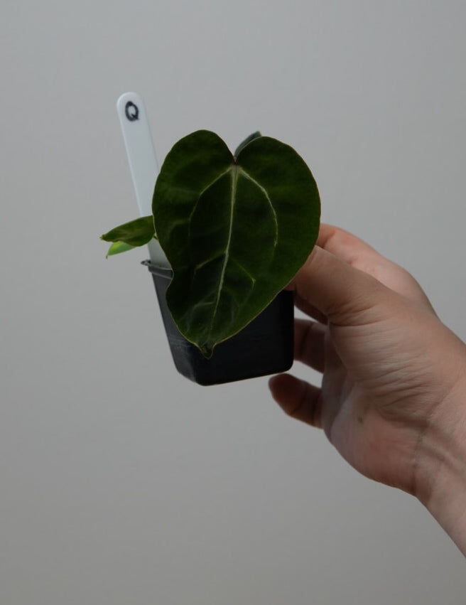 Anthurium (Zara x Michelle) x carlablackiae X (NSE)