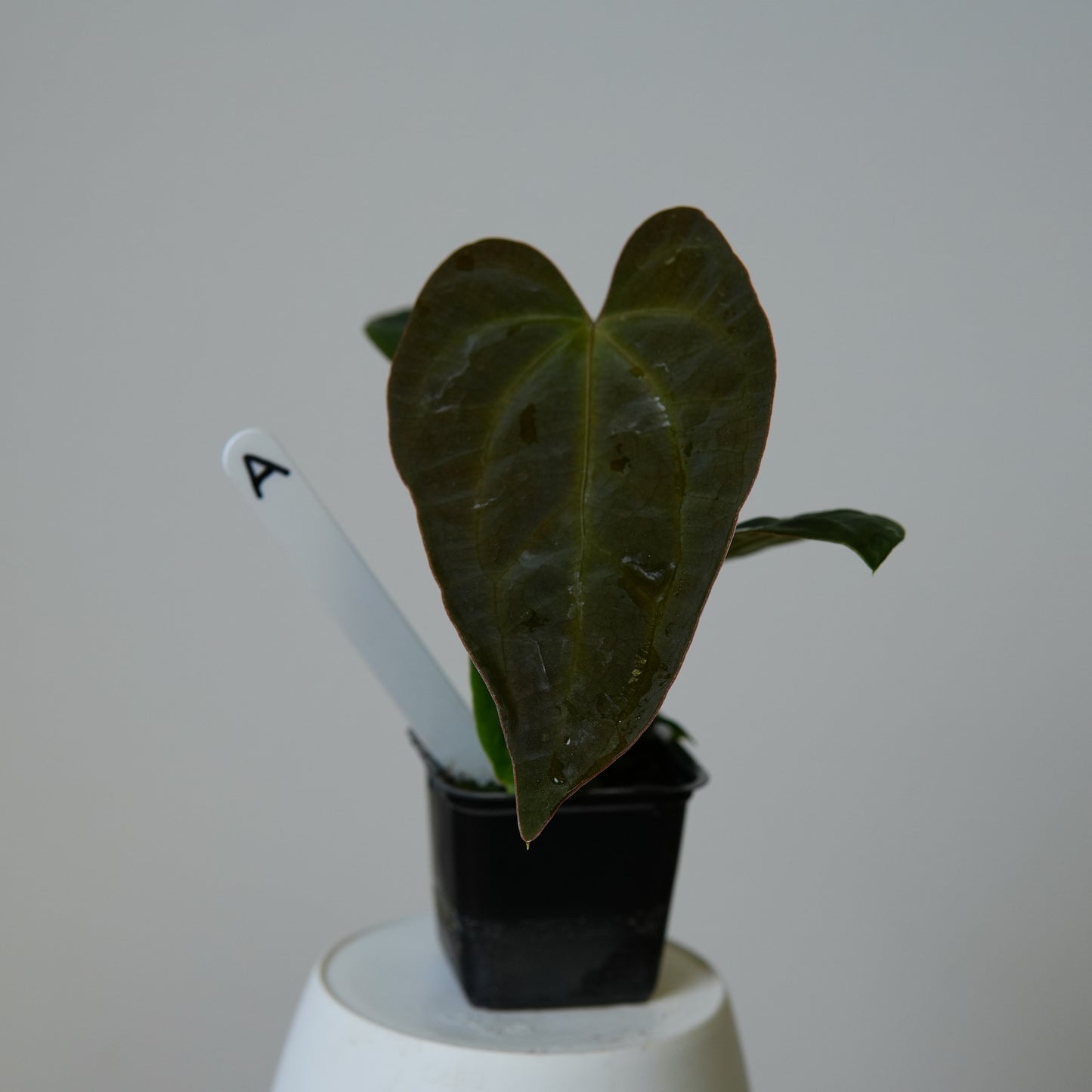 Anthurium (subsignatum x papillilaminum 'Marie') x carlablackiae NSE