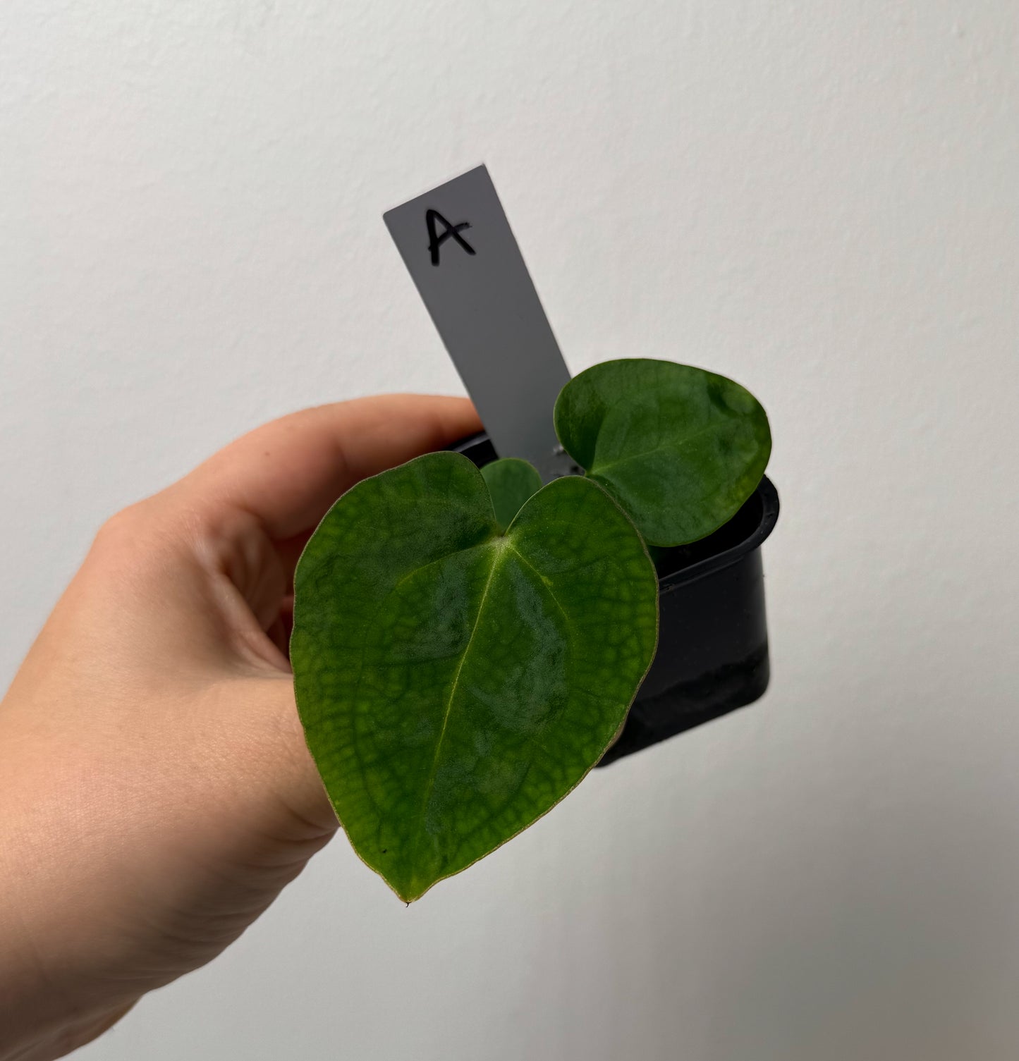 Anthurium (AOS x forgetii 1) x carlablackiae (NSE)