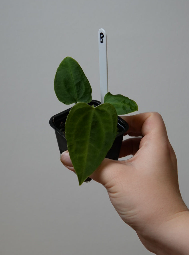 Anthurium complex HU hybrid 2 x (forgetii x warocquanum 'Alien')