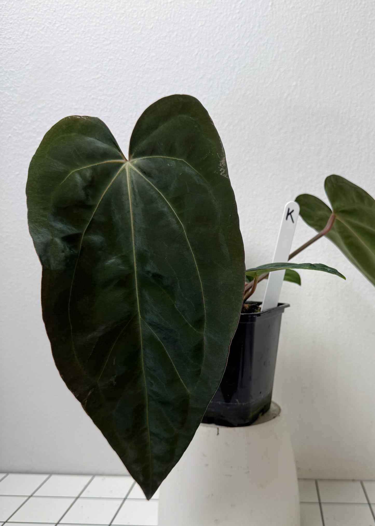 Anthurium carlablackiae (NSE) x (Dorito Port x RLFS)