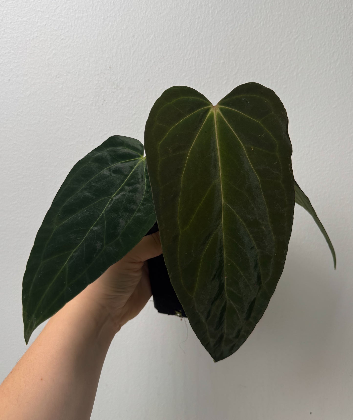 Anthurium (papX x pap x-one) variegated x carlablackiae X (NSE)