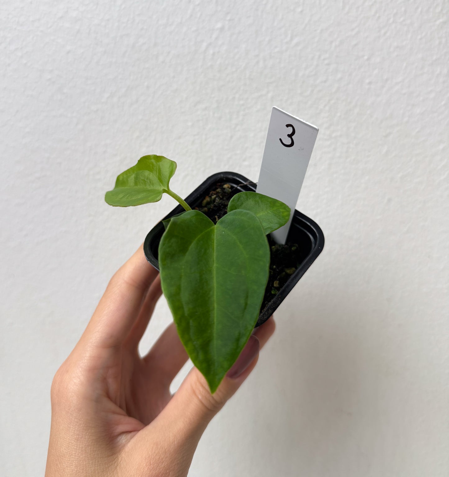 Anthurium Velvet Mask x ((Carlablackiae x Dressleri) x pap 'RLFS')