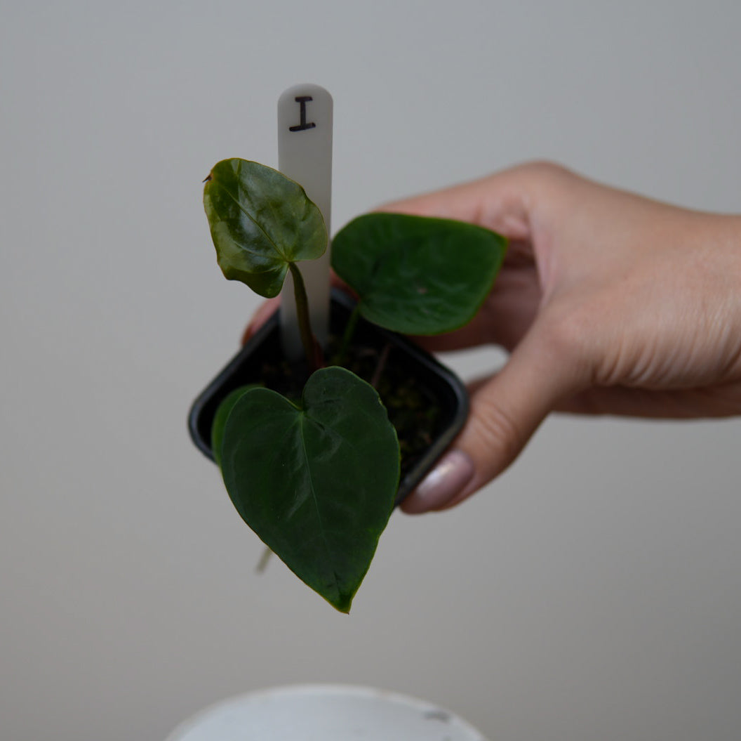 Anthurium (forgetii x warocqueanum 2) x Huanco velvet 1