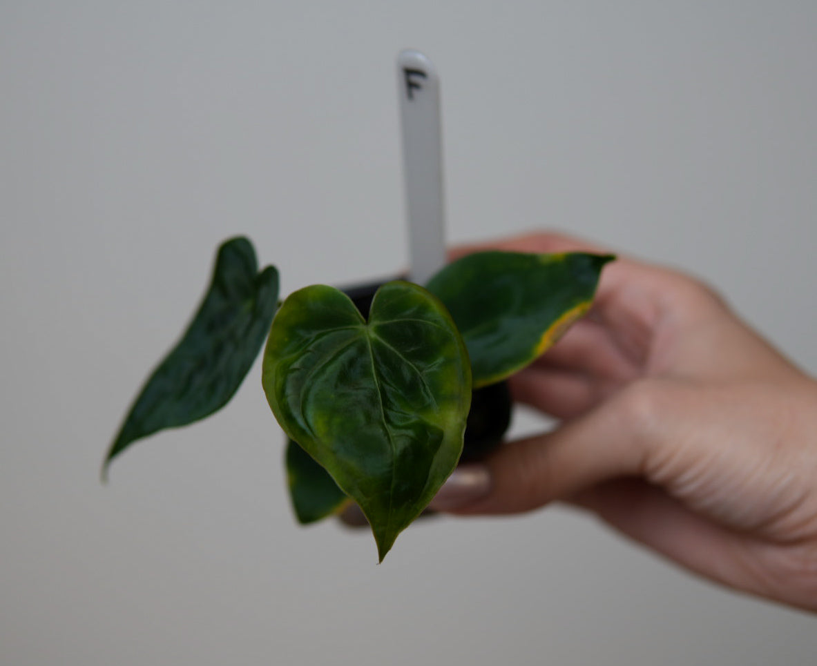 Anthurium (forgetii x warocqueanum 2) x Huanco velvet 1