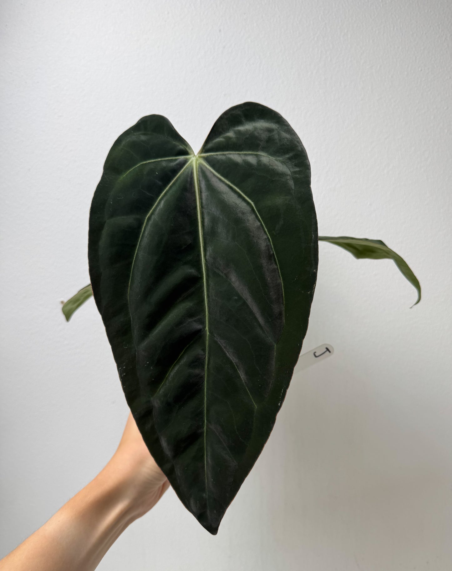 Anthurium carlablackiae (NSE) x (Dorito Port x RLFS)