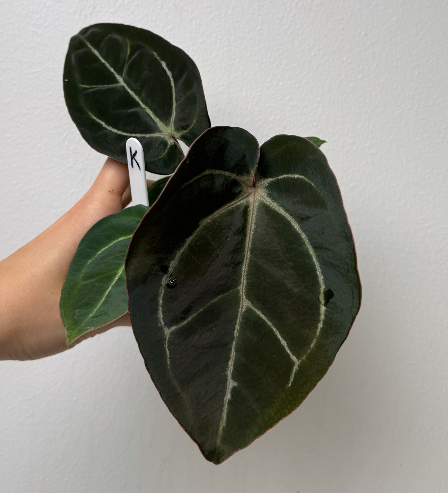 Anthurium Complex HU hybrid 1 x carlablackiae (NSE)